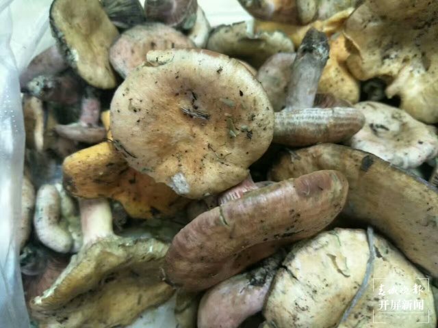 （采訪傳編輯）美好生活在云南 走，趕菌子Gai克?。ㄓ幸曨l） (49).jpg