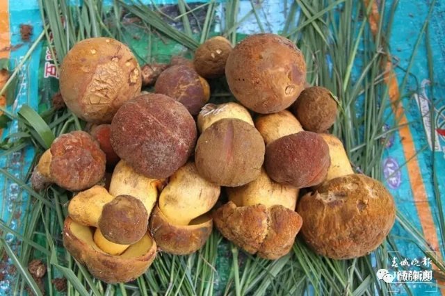 （采訪傳編輯）美好生活在云南 走，趕菌子Gai克?。ㄓ幸曨l） (1).jpg