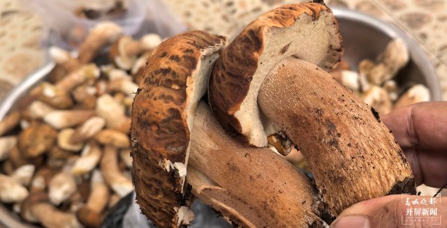 （采訪傳編輯）美好生活在云南 走，趕菌子Gai克！（有視頻） (24).jpg