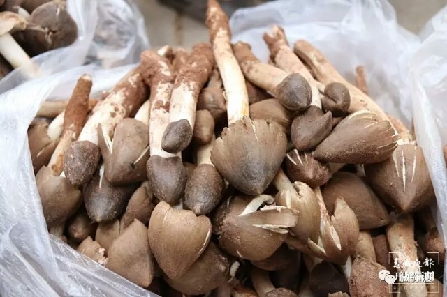 （采訪傳編輯）美好生活在云南 走，趕菌子Gai克?。ㄓ幸曨l） (3).jpg