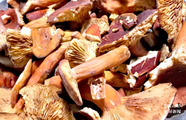 （采訪傳編輯）美好生活在云南 走，趕菌子Gai克?。ㄓ幸曨l） (35).jpg