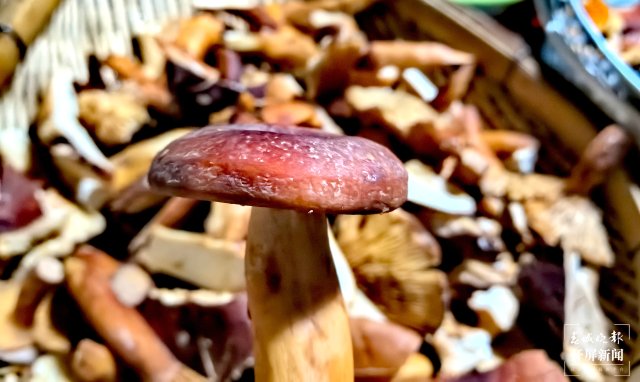 （采訪傳編輯）美好生活在云南 走，趕菌子Gai克?。ㄓ幸曨l） (37).jpg