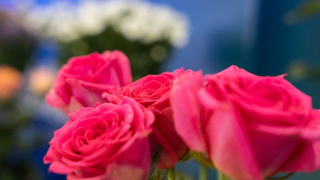 (采訪傳編輯 “新絲路 新青年”專題稿)晉寧鮮花“綻放”絲綢之路 云南花香飄向中亞4.jpg