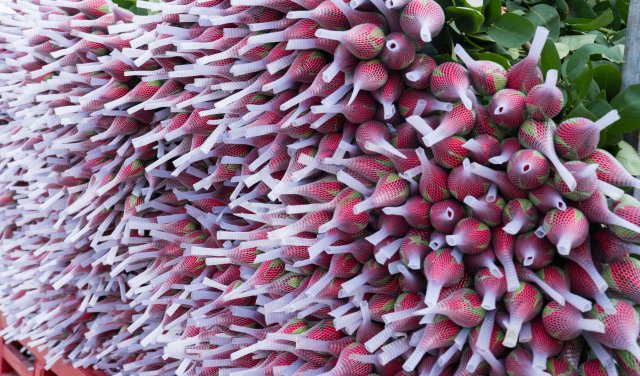 (采訪傳編輯 “新絲路 新青年”專題稿)晉寧鮮花“綻放”絲綢之路 云南花香飄向中亞2.jpg