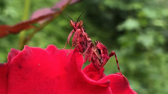 云南寧洱發(fā)現(xiàn)罕見(jiàn)紅色眼斑螳螂