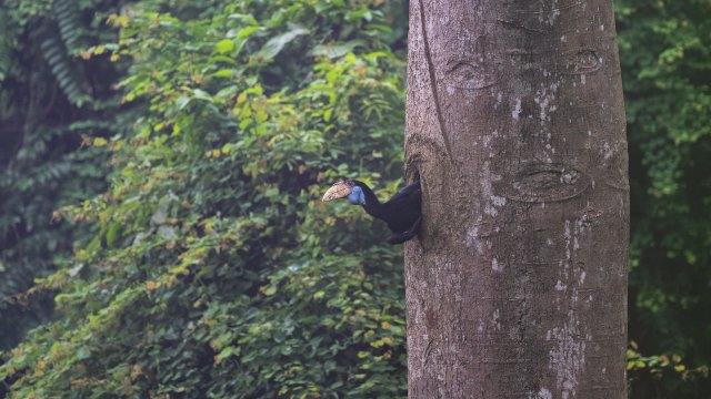 雌鳥(niǎo)出巢瞬間-賈雷 攝.jpg