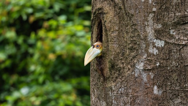 雛鳥(niǎo)探出頭好奇地打量著周?chē)囊磺?賈雷 攝 .jpg