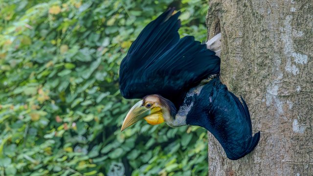 雛鳥(niǎo)出巢瞬間 呼曉宏 攝 .jpg