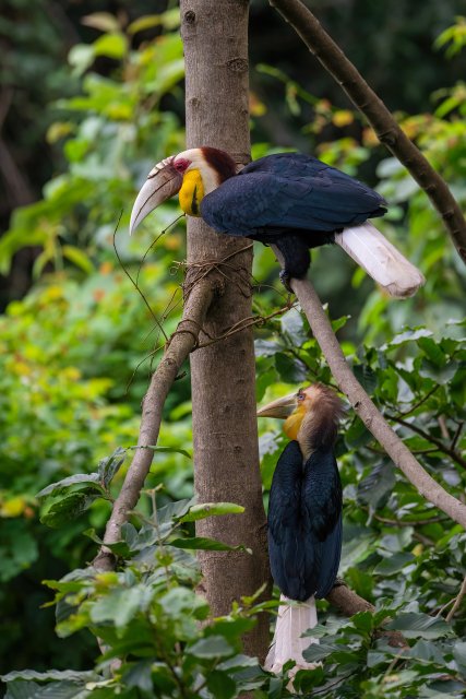 剛出巢的雛鳥(niǎo)和爸爸在一起（張海鈺 攝） 拷貝.jpg