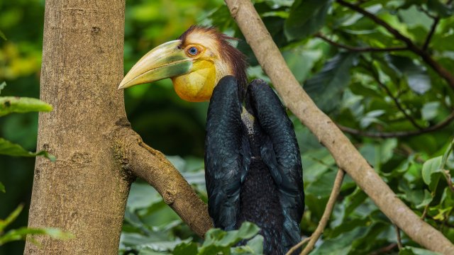 雛鳥(niǎo)出巢后落在旁邊樹(shù)叢中-賈雷 攝 .jpg