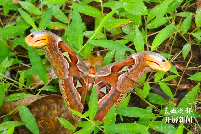罕見！蛇頭蛾身，鎮(zhèn)康發(fā)現(xiàn)世界最大蛾類烏桕大蠶蛾（李麗君攝2024年9月4日） (1).JPG
