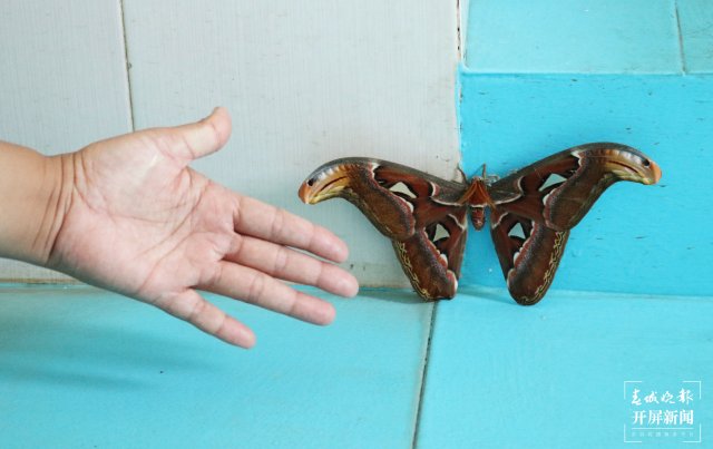罕見！蛇頭蛾身，鎮(zhèn)康發(fā)現(xiàn)世界最大蛾類烏桕大蠶蛾（李麗君攝2024年9月4日） (5).JPG