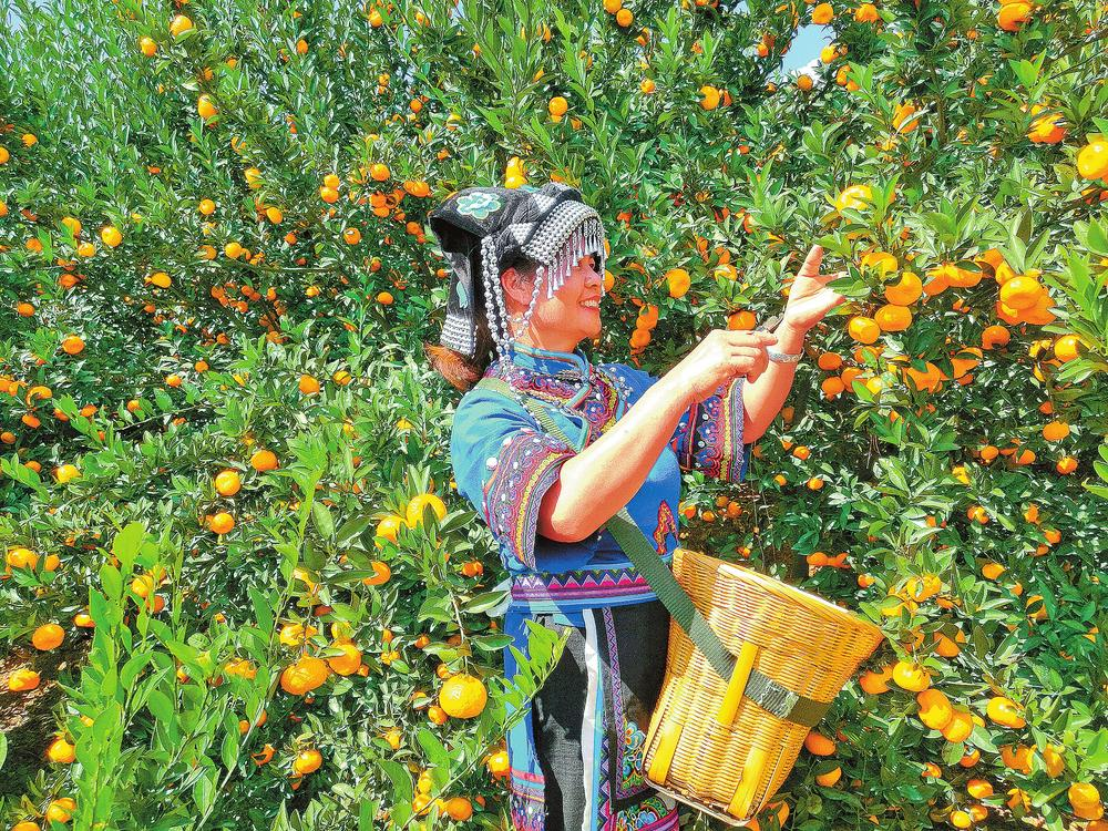 華寧柑桔。 供圖