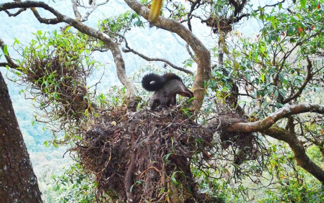 1.霜背大鼯鼠 紅外相機攝_副本.jpg