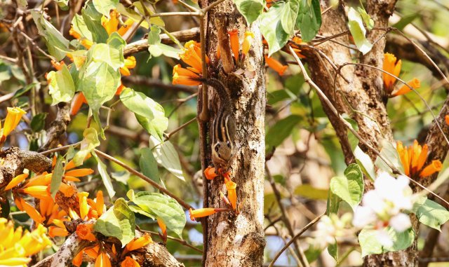 4.明紋花松鼠 蔡雙發(fā)攝_副本.jpg