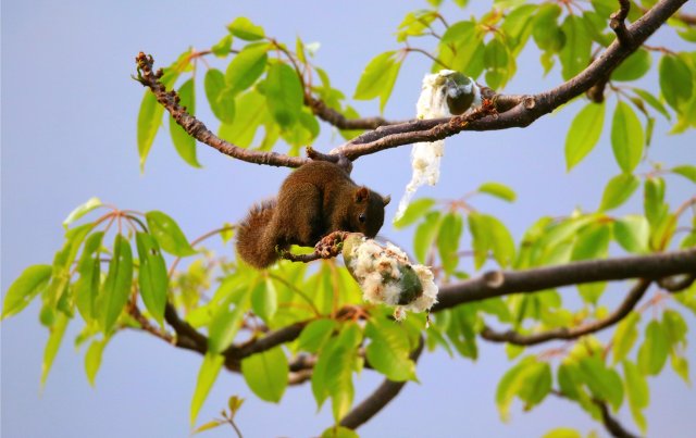5.赤腹松鼠 李發(fā)芳攝_副本.jpg