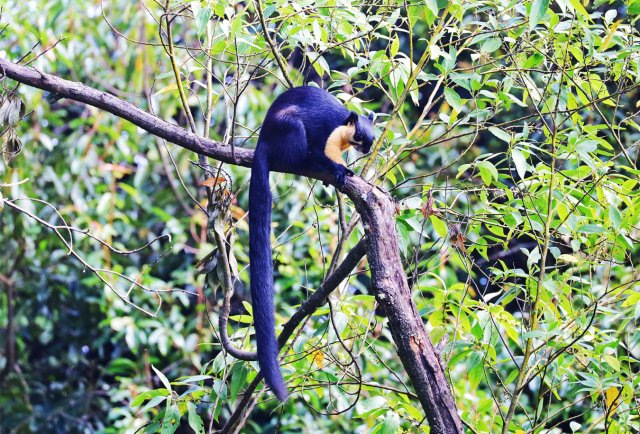 巨松鼠 楊榮廷攝.jpg