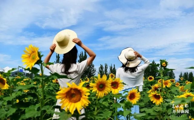 晉寧海埂村200畝向日葵綻放 (2).jpg