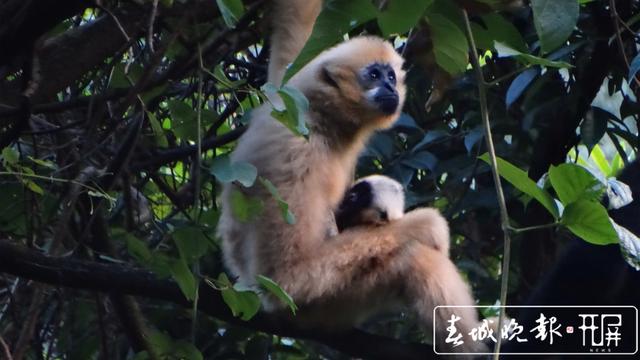 全球90%西黑冠長(zhǎng)臂猿居住在云南 (3)_副本.jpg