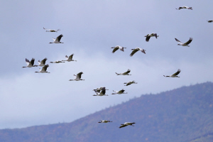 帕納海的黑頸鶴 陳志明 攝