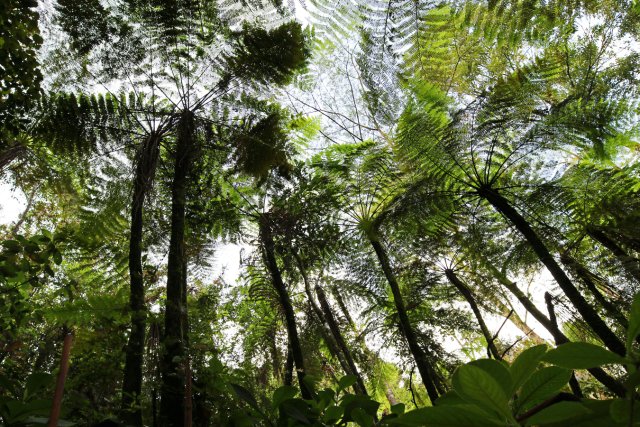高大的桫欏科植物(中華桫欏) 郁云江攝.jpg