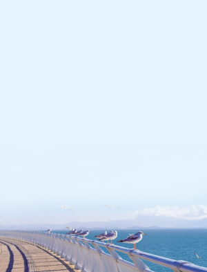 環(huán)湖南路虎山段紅嘴鷗停在護(hù)欄上 　　晉寧融媒體 供圖