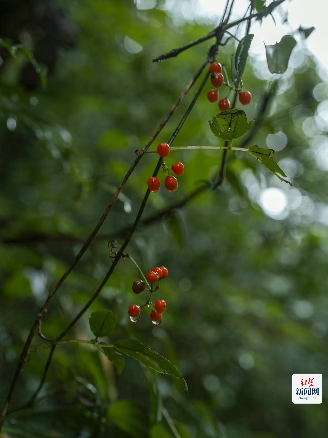 攝影：趙鋼 (10)