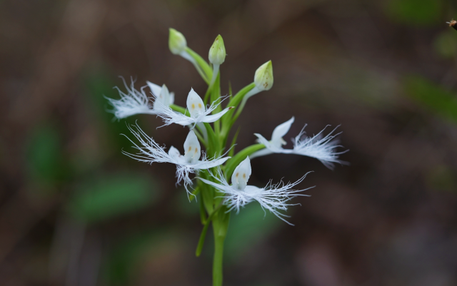 8. 龍須玉鳳花花簇(10月26日) 郁云江攝.png