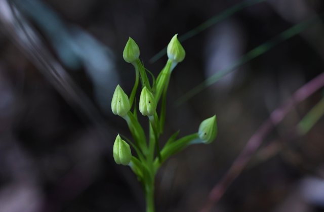 5. 龍須玉鳳花花苞(10月26日) 郁云江攝副本.jpg