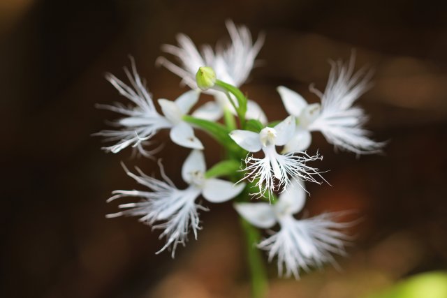 10. 龍須玉鳳花花簇(10月26日) 郁云江攝.jpg