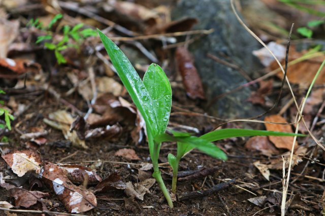 2. 龍須玉鳳花的幼苗(10月26日) 郁云江攝.jpg