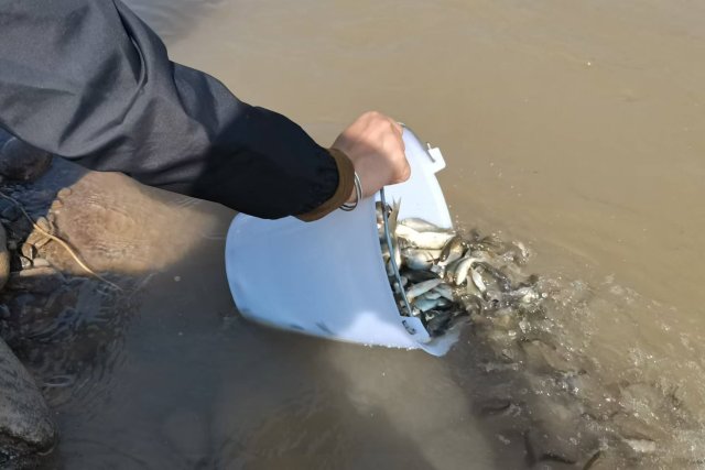 工作人員正在放生小桶里的魚苗.jpg