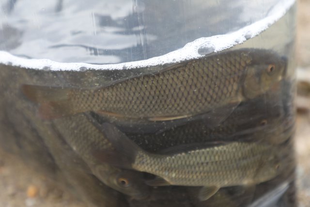 氧氣袋里的元江鯉魚苗.jpg