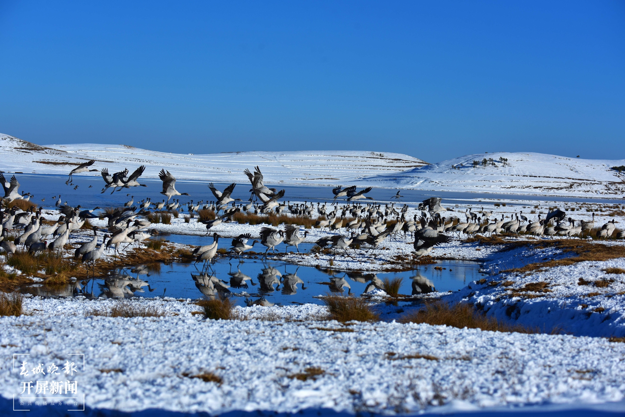 大山包鶴舞雪原-鄭遠見-18183556061-云南省昭通市昭陽區(qū)楓園路35號-657000 (3) - 副本.JPG
