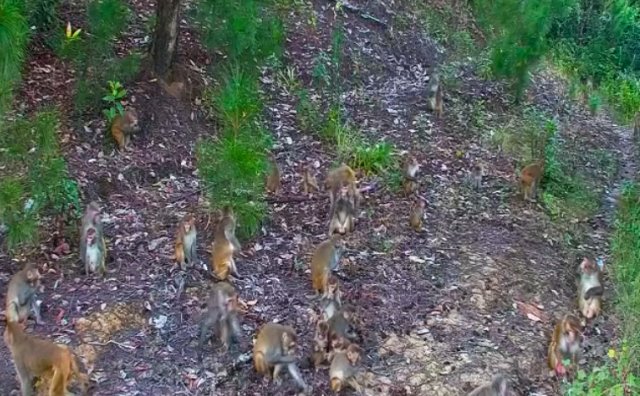 鎮(zhèn)康南捧河省級(jí)自然保護(hù)區(qū)野生獼猴群（2024年11月26日攝） (6).jpg