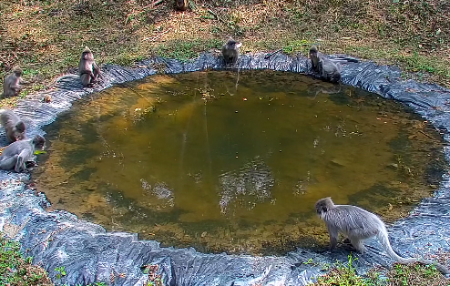 鎮(zhèn)康南捧河省級(jí)自然保護(hù)區(qū)印支灰葉猴（2024年2月10日攝） (9).jpg