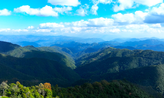 鎮(zhèn)康南捧河省級(jí)自然保護(hù)區(qū)（2024年4月24日李麗君攝） (1).jpg
