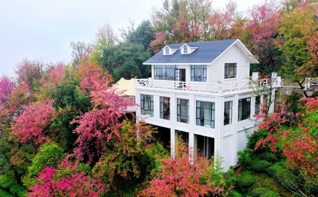 （采訪傳編輯）美好生活在云南 在無量山櫻花谷，有一種生活叫“花之旅” (1).jpg