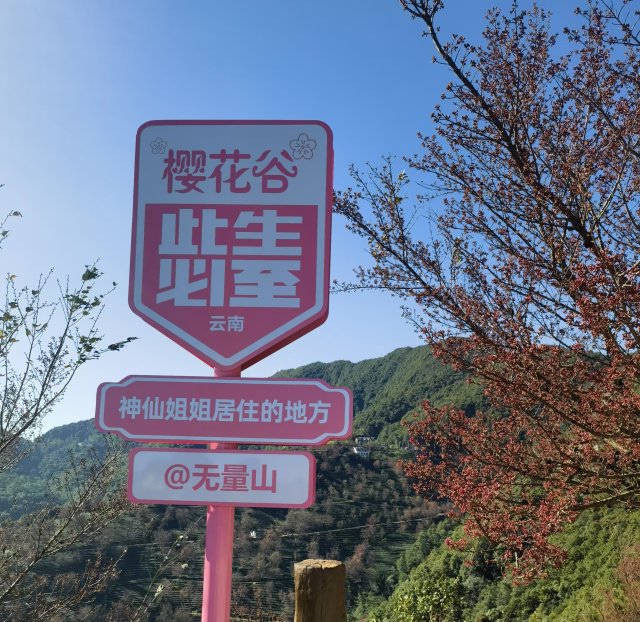 （采訪傳編輯）美好生活在云南 在無量山櫻花谷，有一種生活叫“花之旅” (5).jpg