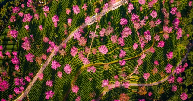 （采訪傳編輯）美好生活在云南 在無量山櫻花谷，有一種生活叫“花之旅” (14).jpg