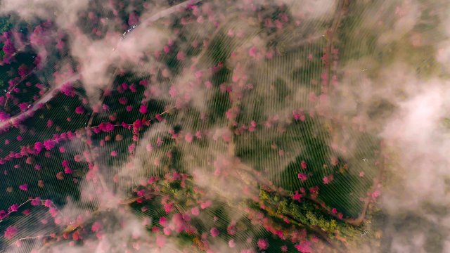 （采訪傳編輯）美好生活在云南 在無量山櫻花谷，有一種生活叫“花之旅” (10).jpg