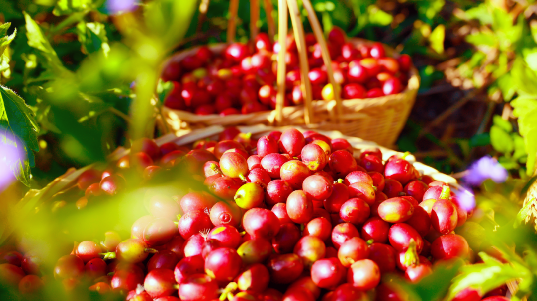 1733282247879206.png 36.png