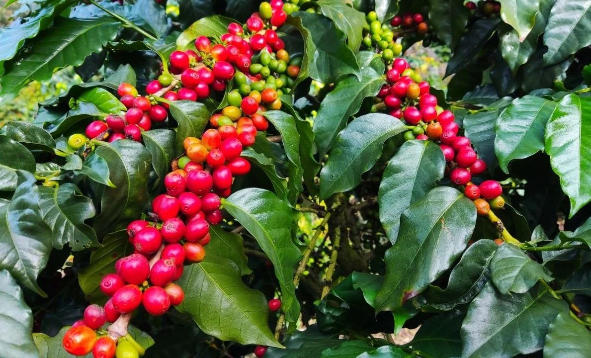 1733282267985052.jpg 41.jpg