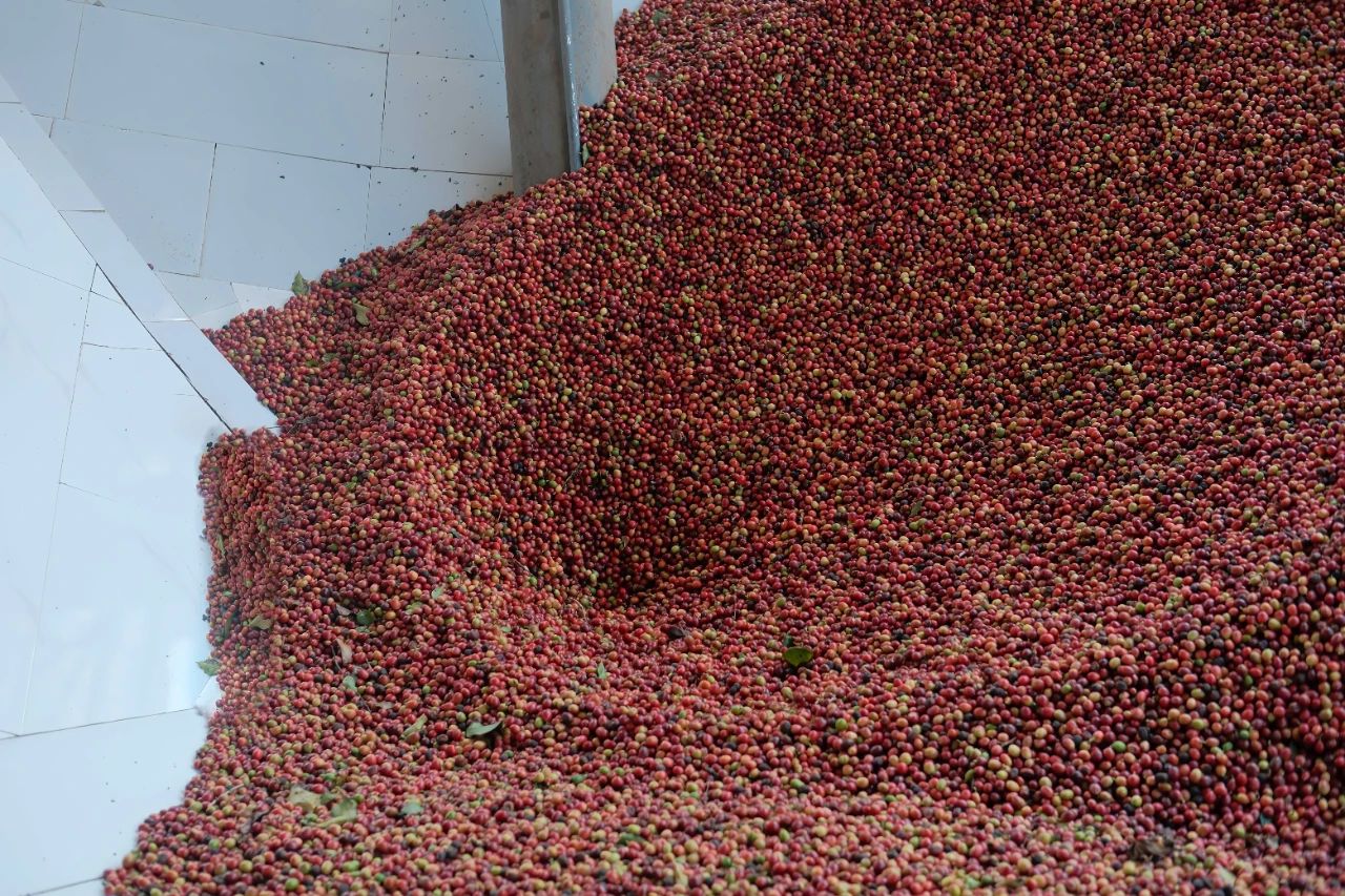 1733282279730906.jpg 39.jpg