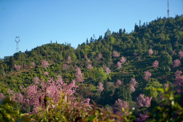 2024年12月19日櫻花谷 (2).jpg