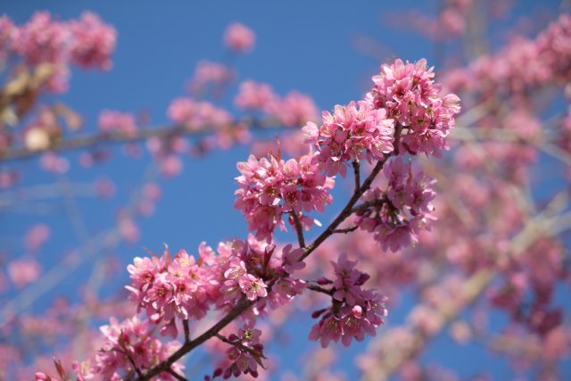 2024年12月19日 櫻花(3).jpg