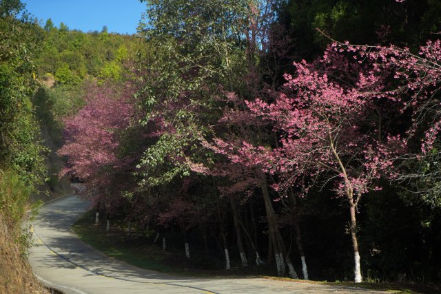 2024年12月19日 西山森鈴公園櫻花大道.jpg