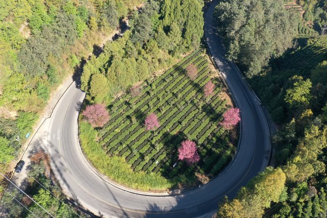 2024年12月19日 公路旁的櫻花.jpg