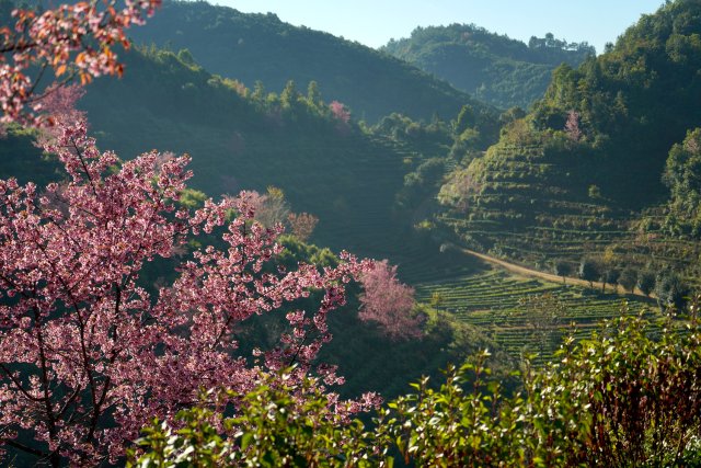 2024年12月19日櫻花谷 (3).jpg