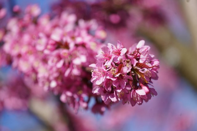 2024年12月19日 櫻花(2).jpg